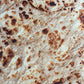 Manta tipo Tortilla de Harina